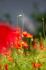 red poppy flower