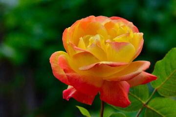 Fototapeta premium Red yellow rose photo with a green background, made in Weert the Netherlands