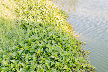 Many hyacinths beside the bank