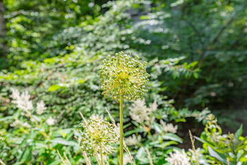 Allium or wild onion. Blossoming plant with round prickly flower