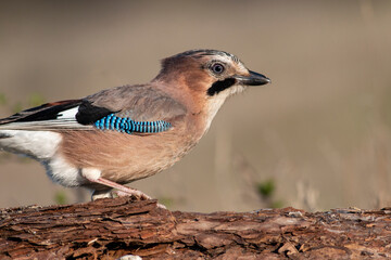 Jay bird portrait in natural habitat
