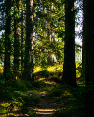 Fototapeta premium morning in the forest