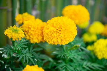 Beautiful yellow marigolds and fresh green leaves