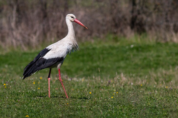 White Stork sitting in meadow