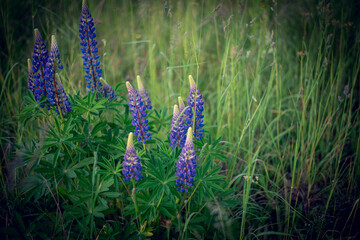 wild flowers in the grass