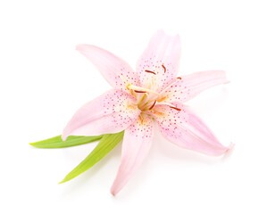 Fototapeta premium Beautiful pink lily.