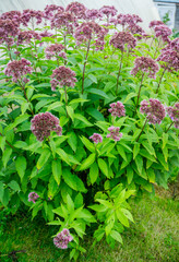 Eupatorium fistulosum (hollow Joe-Pye weed) blooming in the garden. Selective focus.