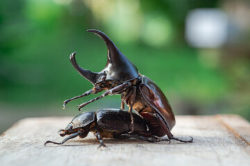 White beetles are breeding on trees.