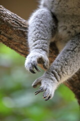 長い爪の後ろ足　コアラ
