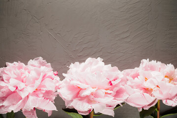 three pink peonies on a gray background in the bottom row of the frame