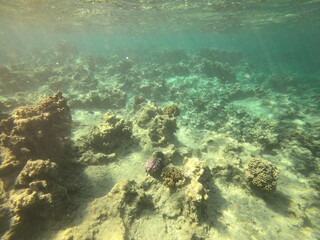 Fototapeta na wymiar Fond marin du lagon de Maupiti, Polynésie française