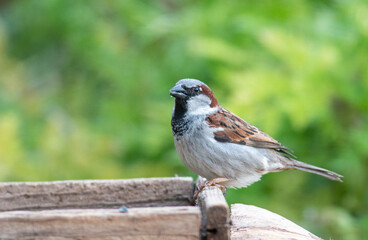 House Sparrow sitting in backyard 