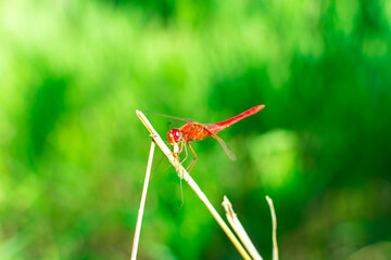 Red dragonfly with wings sits on a branch on a blurred green background. Summer insects.