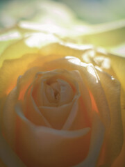A close-up of a yellow rose back lit by the sun.