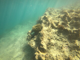 Récif de corail, lagon de Maupiti, Polynésie française	