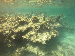 Naklejka na ściany i meble Récif de corail, lagon de Maupiti, Polynésie française 