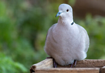 portrait of Collared dove in natural habitat