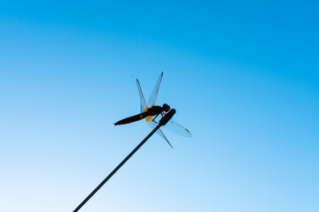 Fototapeta na wymiar Dragonfly on an antenna against the blue sky. Dragonfly silhouette against the blue sky.