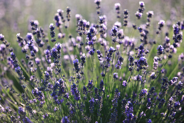 
lavender bushes in the sunlight