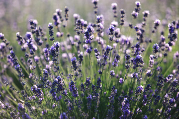 Naklejka premium lavender bushes in the sunlight