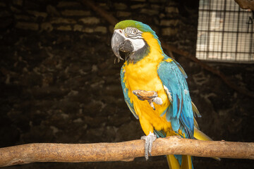 a yellow-breasted tara (Ara ararauna) parrot in the parrot house on the perch with blurred background