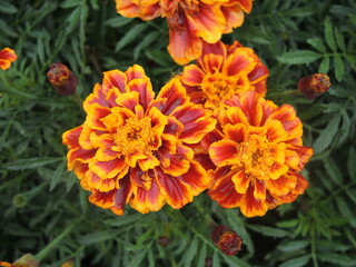 orange dahlia flower. autumn