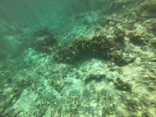 Fototapeta na wymiar Fond marin du lagon de Maupiti, Polynésie française