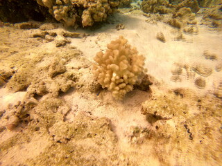 Corail, lagon de Maupiti, Polyn&eacute;sie fran&ccedil;aise	