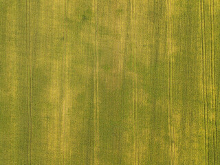 Top view of a field of ripening wheat. Approaching harvest time