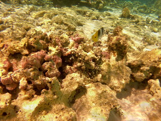Poissons et bénitier, lagon de Maupiti, Polynésie française	