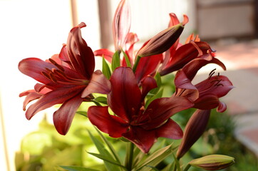 burgundy lily bloomed.