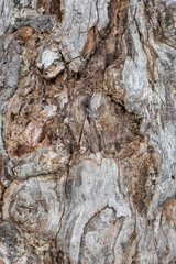 tree bark texture