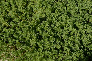 green grass background