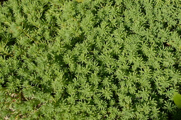 green grass texture