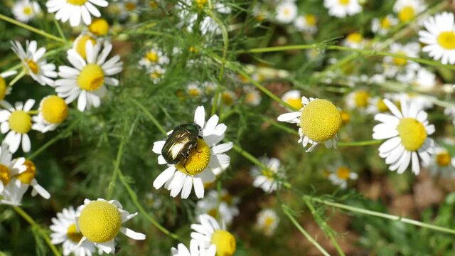 A beetle sways in the wind on a daisy flower.