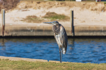 great blue heron near the water in Biloxi, Mississippi