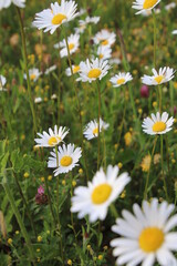 Fototapeta premium Champs de Marguerites