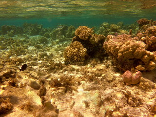 Récif de corail, lagon de Maupiti, Polynésie française	