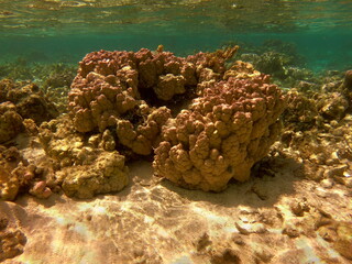 Patate de corail dans le lagon de Maupiti, Polynésie française	