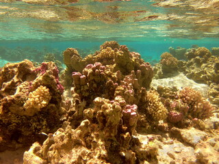 Corail dans le lagon de Maupiti, Polyn&eacute;sie fran&ccedil;aise	