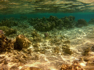 Naklejka na ściany i meble Fond marin du lagon de Maupiti, Polynésie française 