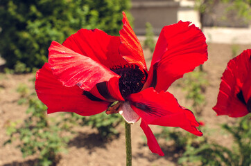 red poppy flower