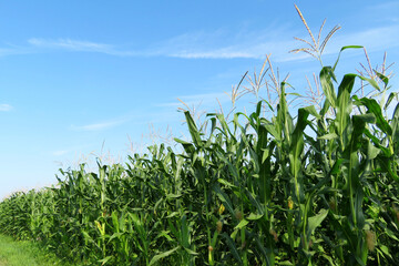 Obraz premium Corn field against blue sky and white clouds. Agricultural industry in summer, green corn stalks with cobs