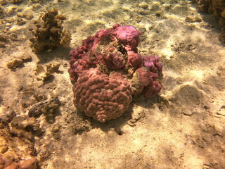 Corail rose, lagon de Maupiti, Polynésie française	