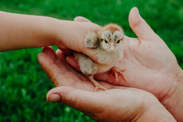 Raising chickens. Environmental education of children during the holidays. A hatched chicken in the hands of a grandmother (farmer) and a child on a blurred background of green grass in summer.