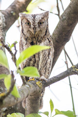 Scops Owl in natural habitat