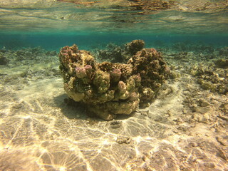 Patate de corail, lagon de Maupiti, Polynésie française	