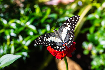 Fototapeta na wymiar The butterfly on the red flower.