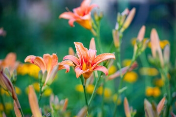 Fototapeta na wymiar colorful flowers in garden in summer