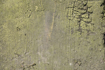 Conceptual old painted green wooden background.